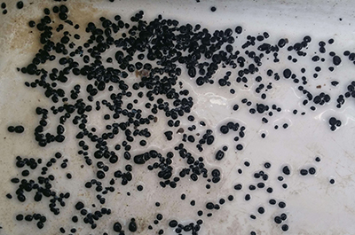 反应黑色颗粒分析